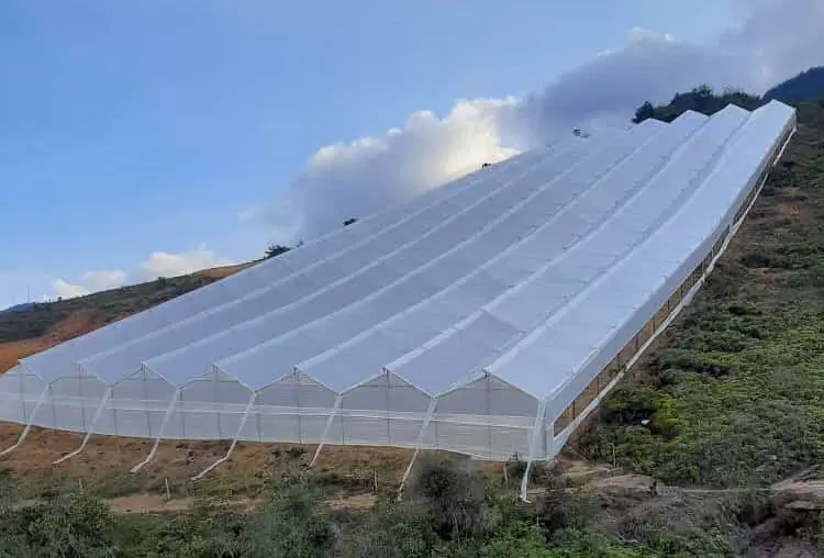 Rollo de burbuja plástica de embalaje